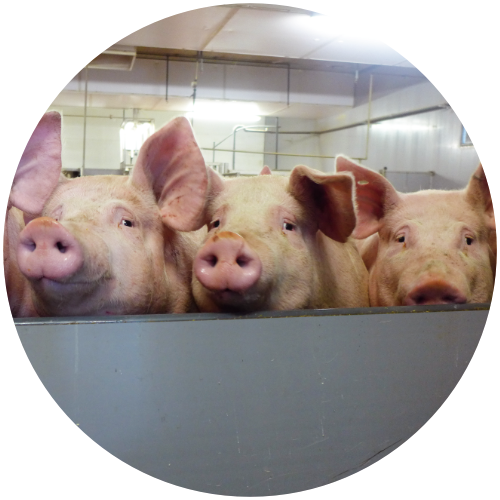 Schlachtschweine